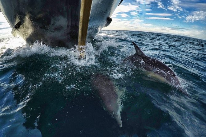 Half Day Dolphin & Wildlife Cruise - Tauranga - Bay Explorer’s Indoor Comfort and Open-Air Views