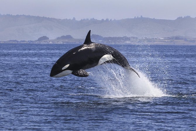 Half Day Dolphin & Wildlife Cruise - Tauranga - Timing, Parking, and What to Bring