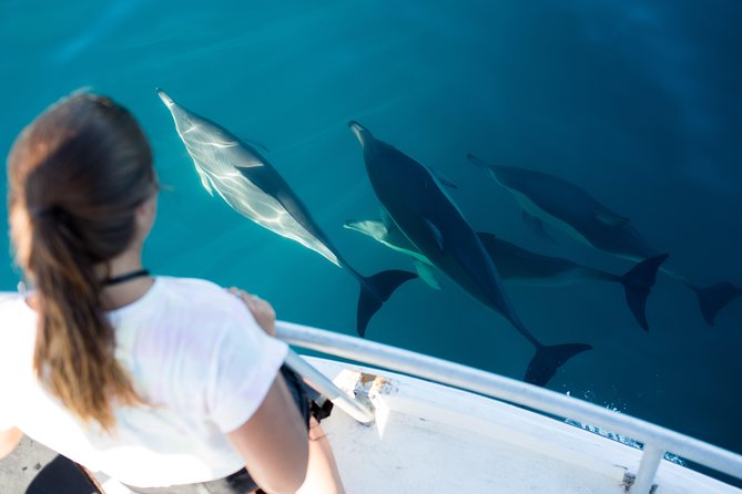 Half Day Dolphin & Wildlife Cruise - Tauranga - From Tauranga Waterfront Toward Mauao