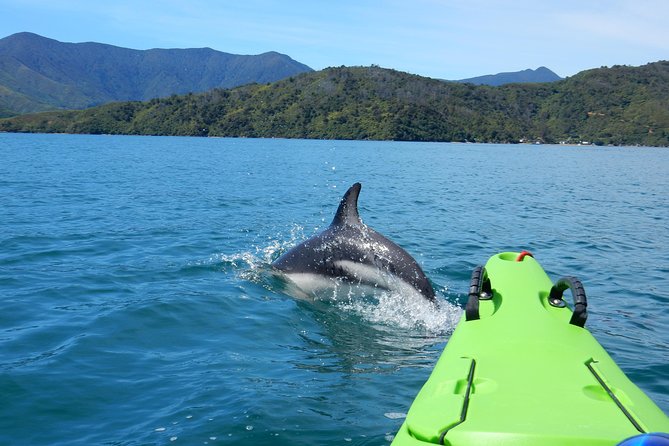 Half day Sea Kayak Guided Tour from Picton - Key points to know before you paddle