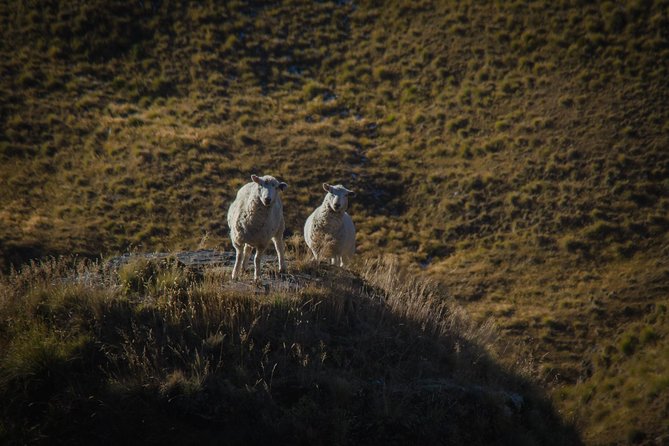 Half Day Skippers Canyon Queenstown Private Photography Adventure - A photography lesson built around real subjects