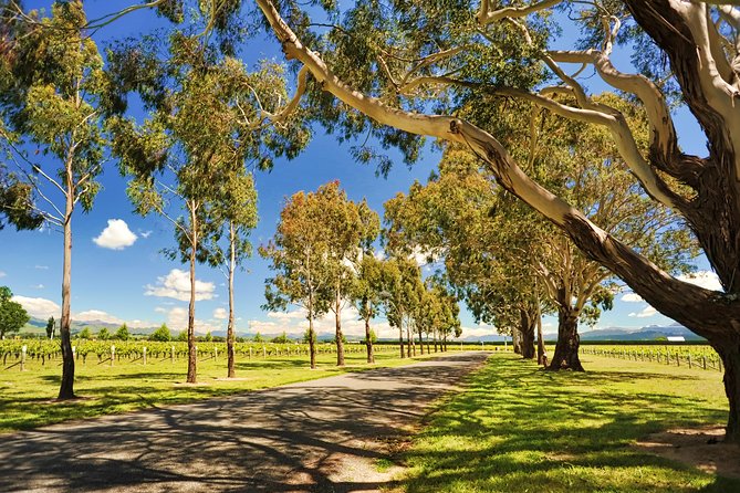 Half-Day Wine Tour from Blenheim - The drive from Blenheim to the first cellar door
