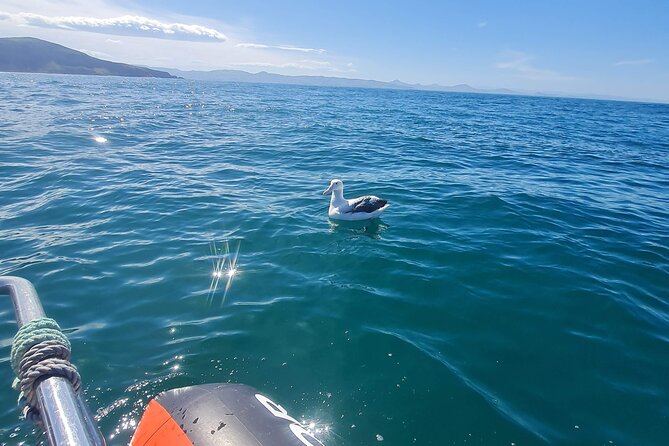 Harbour, Albatross and Wildlife Cruise on Otago Harbour - Starting at Back Beach in Port Chalmers