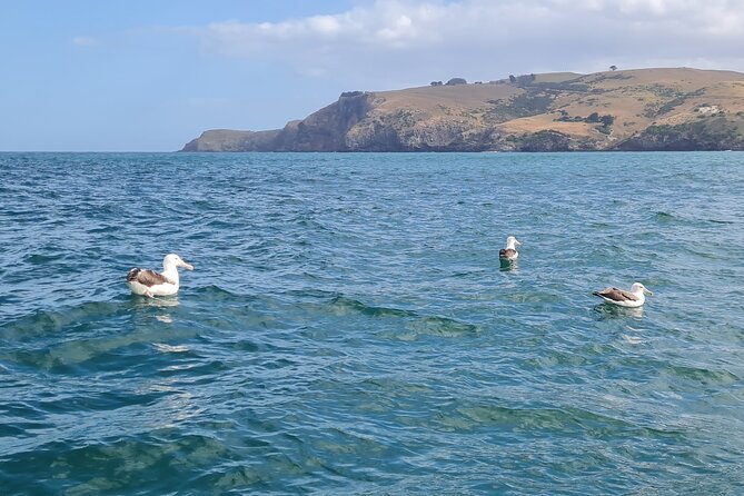 Harbour, Albatross and Wildlife Cruise on Otago Harbour - Taiaroa Head and the Northern Royal Albatross