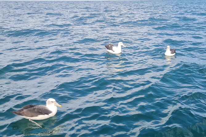 Harbour, Albatross and Wildlife Cruise on Otago Harbour - Price, group size, and overall value