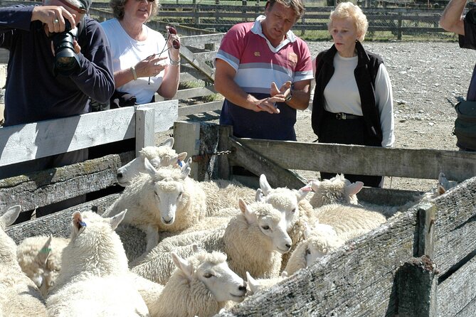 High Country Discovery Tour from Queenstown - Glenorchy, from gold mining to a tiny library