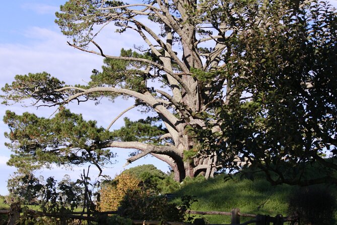 Hobbiton Afternoon Tour in Luxury Minibus from Auckland - How much value do you get for $242.64?