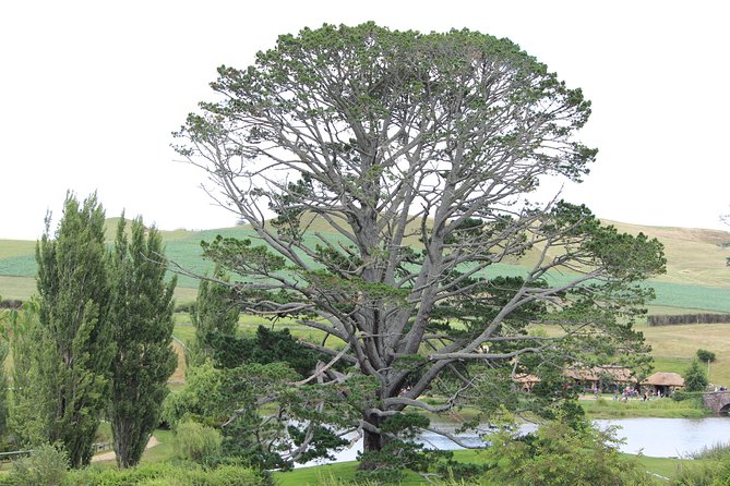Hobbiton Afternoon Tour in Luxury Minibus from Auckland - Arriving at Shire’s Rest Café