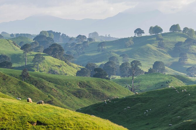 Hobbiton and Waitomo Caves Small Tour from Auckland - The Waikato drive toward Hobbiton
