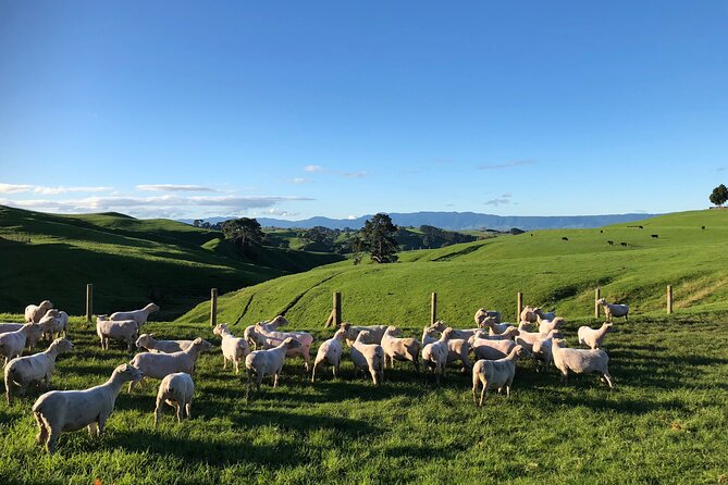 Hobbiton Movie Set Day Tour - How the nine-hour day feels