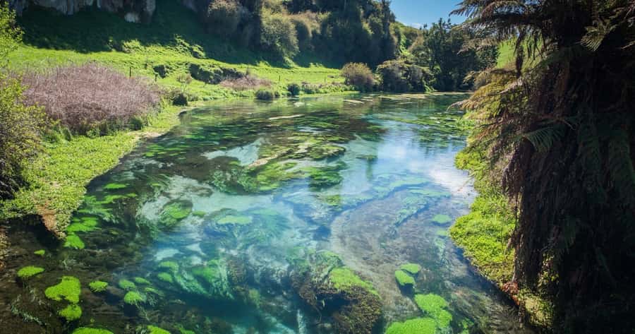 Hobbiton Movie Set Tour to Blue Springs and Waitomo caves - Blue Springs, the quiet surprise of the itinerary
