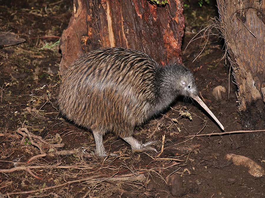 Hokitika: The National Kiwi Centre Tickets - Why the dark kiwi house matters