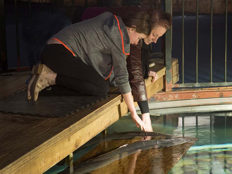 Hokitika: The National Kiwi Centre Tickets - The giant eel feeding is the lively part