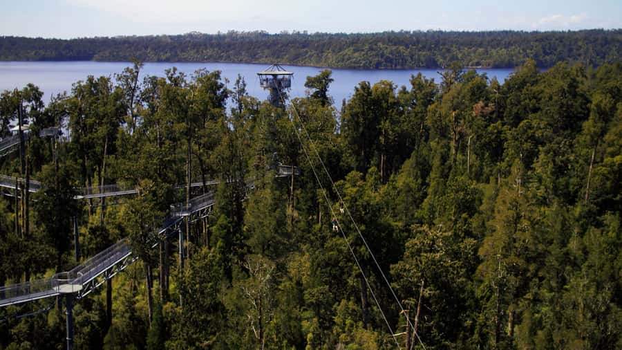 Hokitika: West Coast Tree Top Tower Zip Line and Walk - Climbing 106 steps to the spiral tower