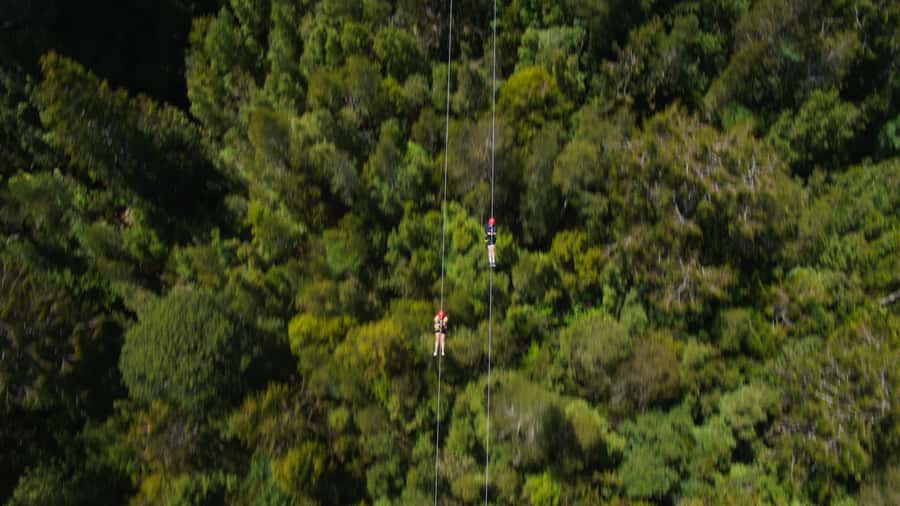 Hokitika: West Coast Tree Top Tower Zip Line and Walk - What the guide adds to a short outing