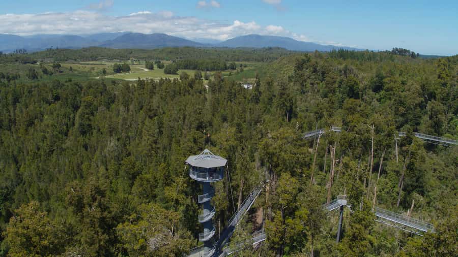 Hokitika: West Coast Tree Top Tower Zip Line and Walk - Who will enjoy this best?