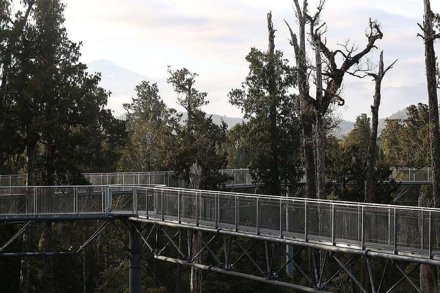 Hokitika: West Coast Treetop Walkway Entrance Ticket - Starting at the cafe on Woodstock-Rimu Road