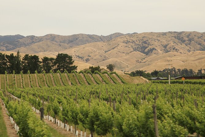 Hop on Hop off Wine Tours Marlborough - Prestige wine, family makers, and craft beer