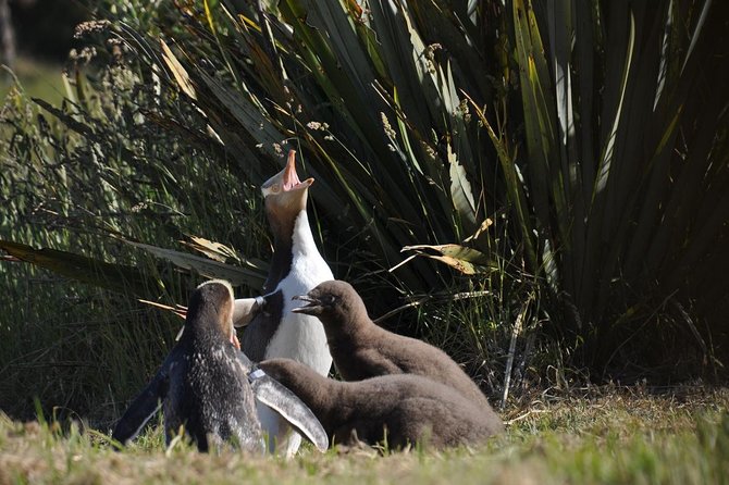 Iconic Wildlife Tour with Yellow Eyed Penguins & Royal Albatross - Why the Otago Peninsula is the real star