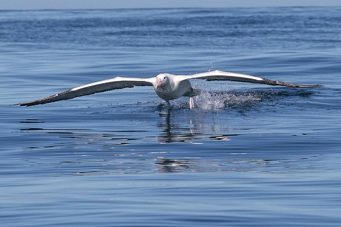 Iconic Wildlife Tour with Yellow Eyed Penguins & Royal Albatross - Four hours around the peninsula