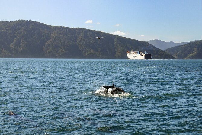 InterIslander Ferry - Wellington to Picton - Is the Premium Lounge worth paying for?