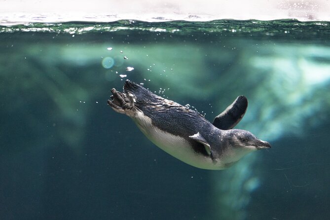 International Antarctic Centre General Admission Ticket - Films and interactive displays fill out the visit