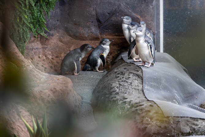 International Antarctic Centre General Admission Ticket - How to plan your two or three hours