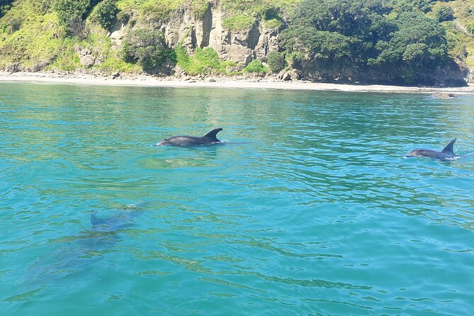 Jet Ski Hire Auckland - Experience the Fun with the Best Operator - Wenderholm, Kawau Island, and Mansion House