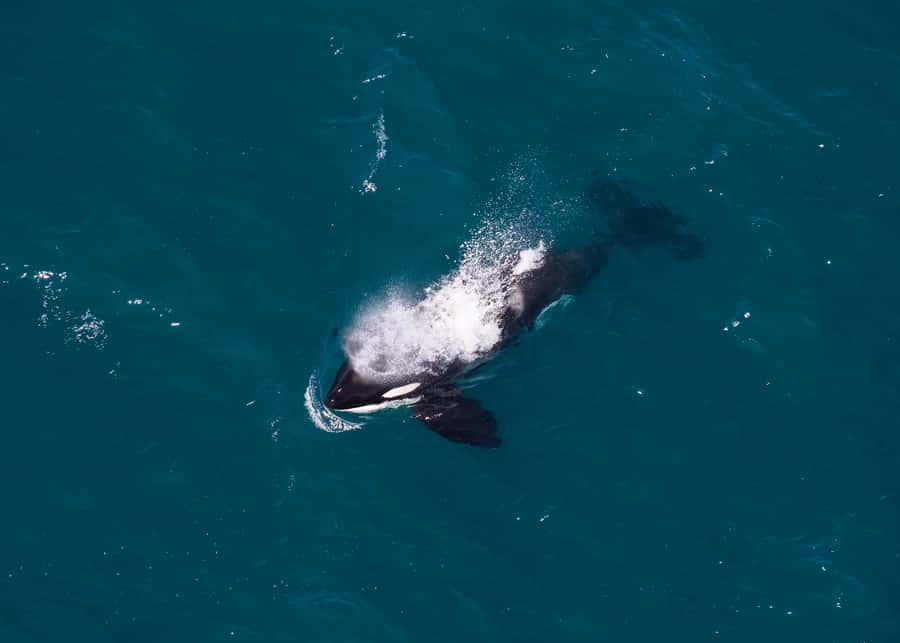 Kaikoura: 1-Hour Whale Watching Helicopter Tour - Who should book this flight?