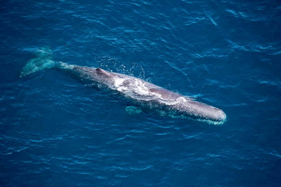 Kaikoura: 1-Hour Whale Watching Helicopter Tour - Watching sperm whales over the marine reserve