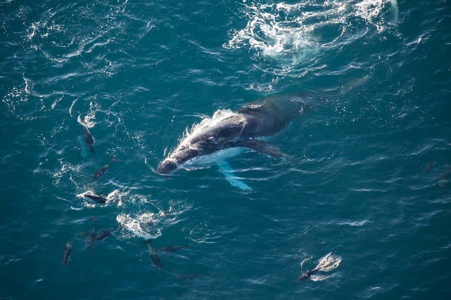 Kaikōura: 45-Minute Whale Watching Helicopter Tour - Key points at a glance
