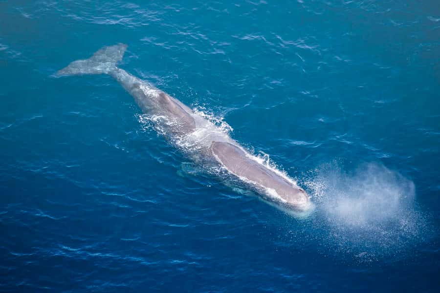 Kaikōura: 45-Minute Whale Watching Helicopter Tour - Who will get the most from this flight