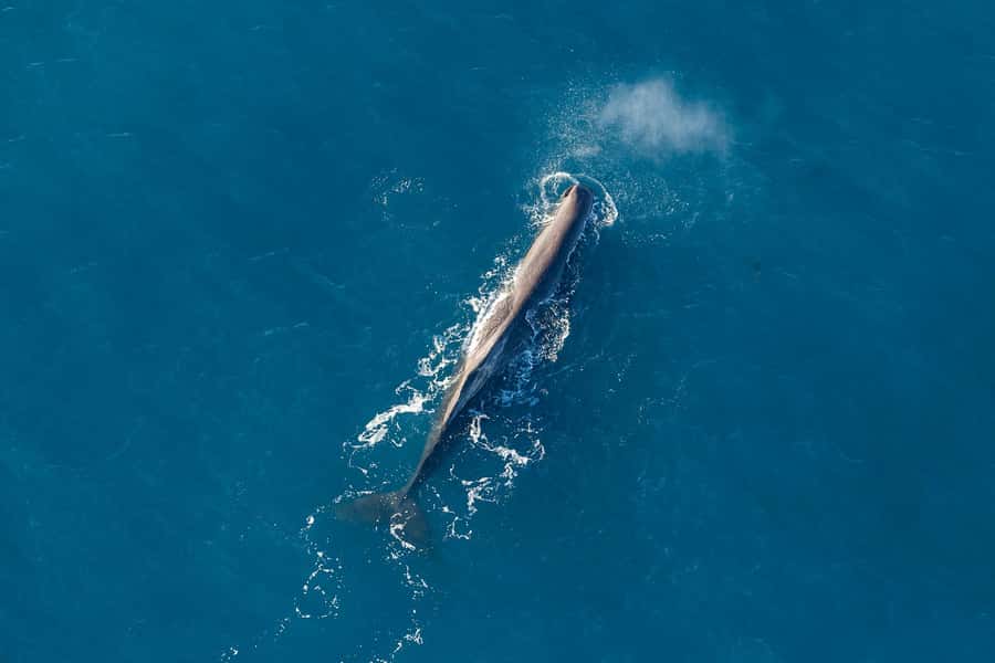Kaikoura: Extended Flight Whale Watching & Mountain Tour - Key points to know before you book