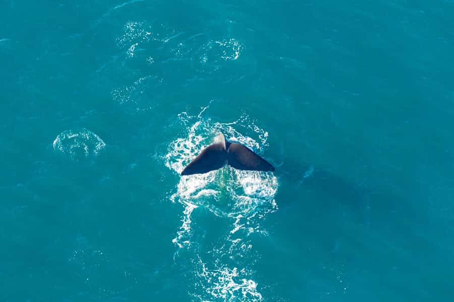 Kaikoura: Extended Flight Whale Watching & Mountain Tour - Book it for the viewpoint, not a guarantee
