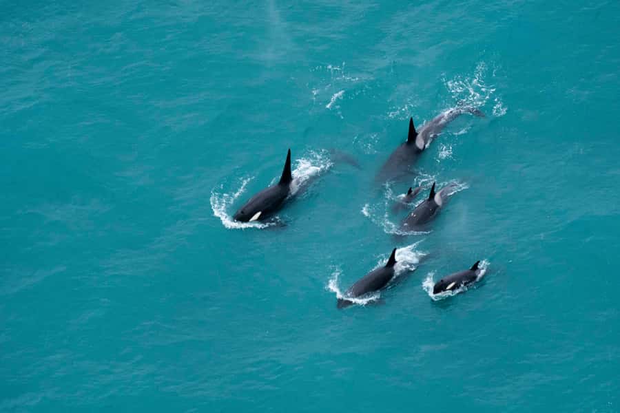 Kaikoura: Extended Flight Whale Watching & Mountain Tour - Why this flight gives Kaikoura a different perspective