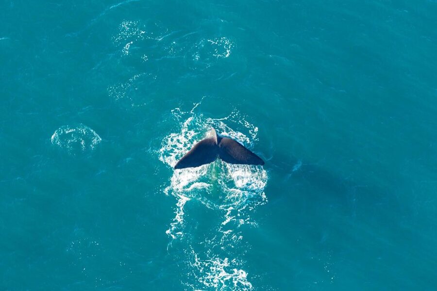 Kaikoura: Extended Flight Whale Watching & Mountain Tour - What the $236 price means