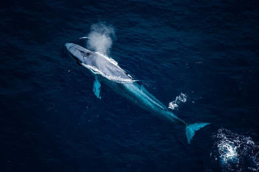 Kaikoura: Extended Flight Whale Watching & Mountain Tour - From 617 State Highway 1 to the Peketa airfield