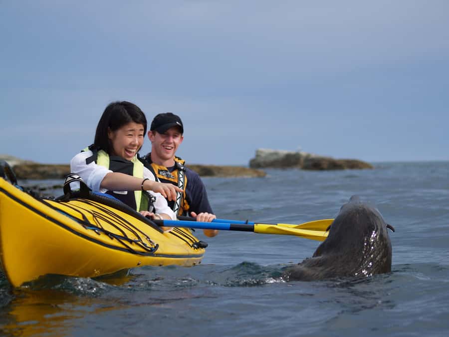 Kaikoura: Half-Day Wildlife Kayaking Tour - Setting out from Kaikoura’s coastal town