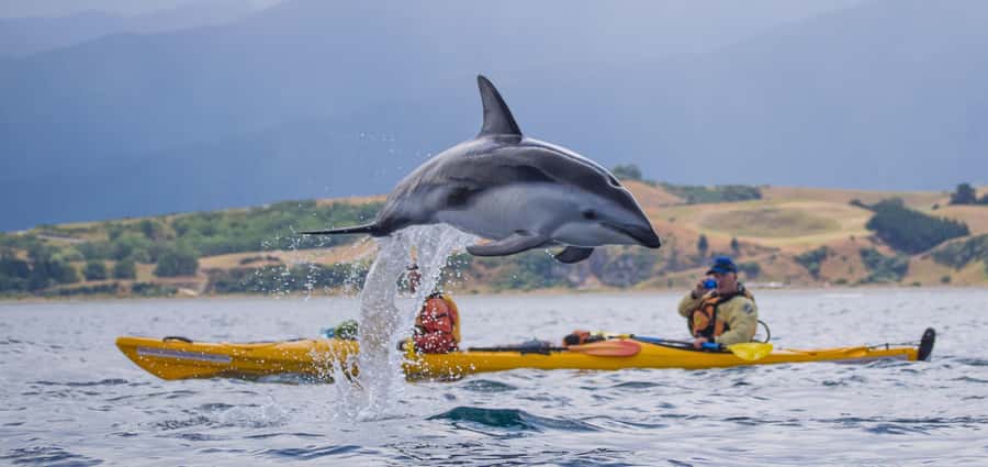 Kaikoura: Half-Day Wildlife Kayaking Tour - The chance of dolphins and blue penguins