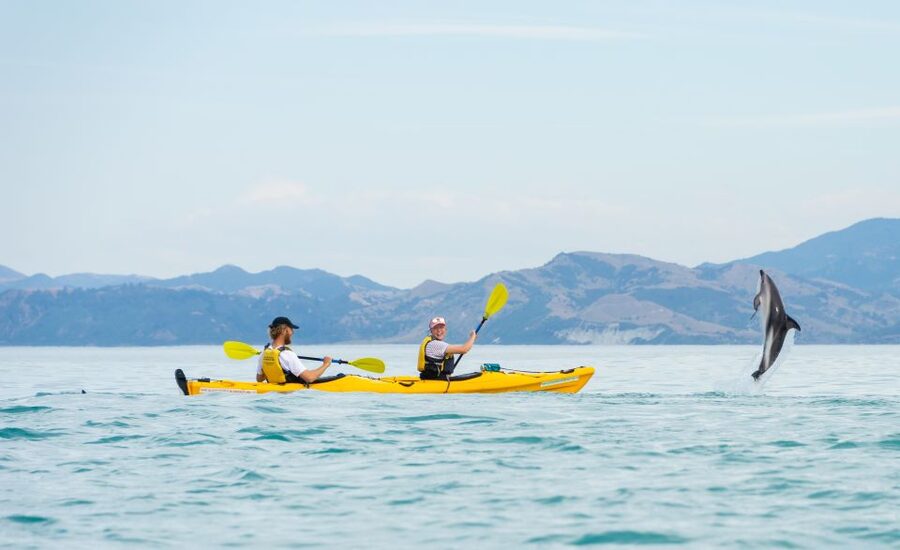 Kaikoura: Half-Day Wildlife Kayaking Tour - Guides make the difference on the water