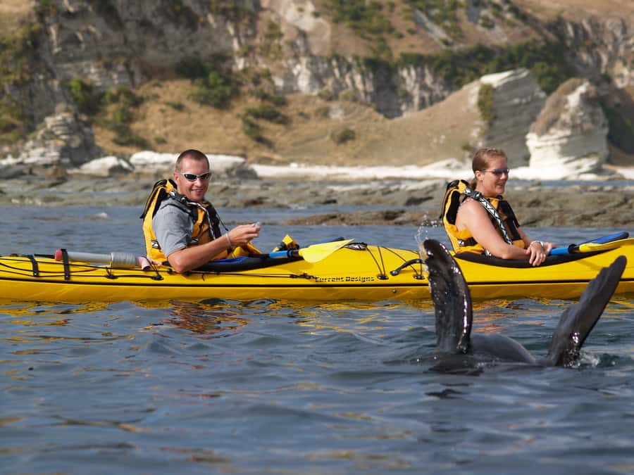 Kaikoura: Half-Day Wildlife Kayaking Tour - What the kayaks feel like for beginners