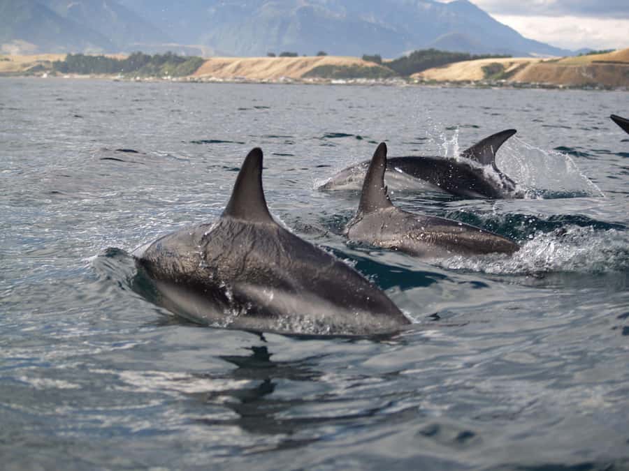 Kaikoura: Half-Day Wildlife Kayaking Tour - Is $95 a fair price?