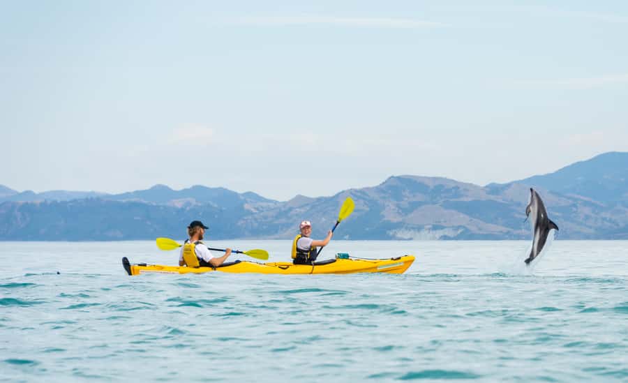 Kaikoura: Half-Day Wildlife Kayaking Tour - Who should book this kayak trip?
