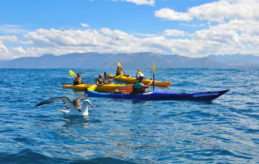 Kaikoura: Half-Day Wildlife Kayaking Tour - Should you book Kaikoura Kayaks?
