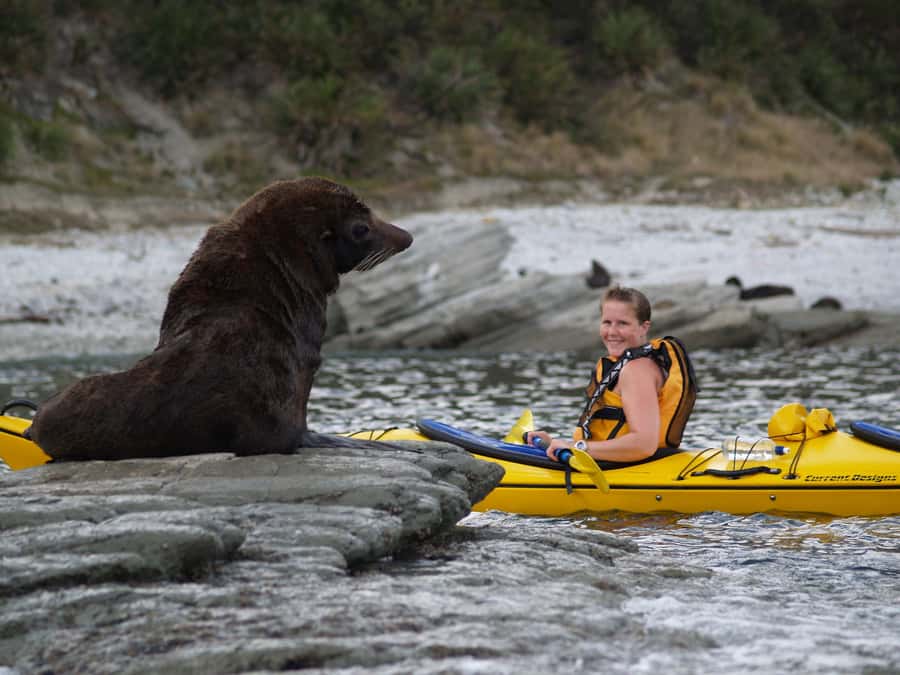 Kaikoura: Half-Day Wildlife Kayaking Tour - Meeting Kaikoura’s fur seals