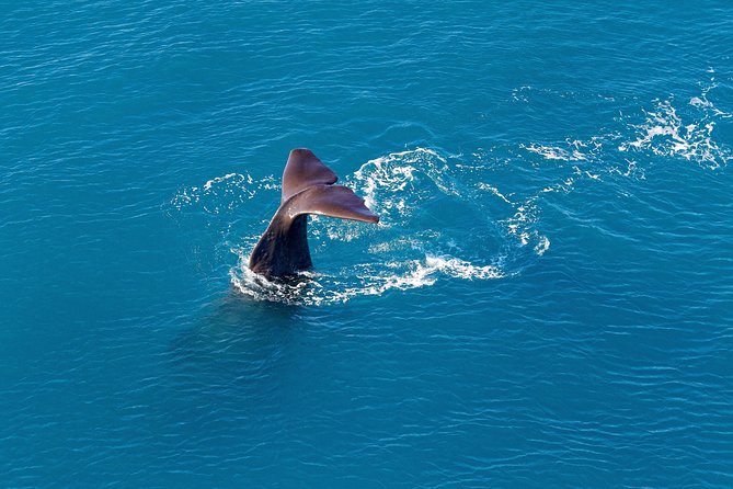 Kaikoura Helicopters Classic Whale Watch - Why see Kaikōura whales from above?