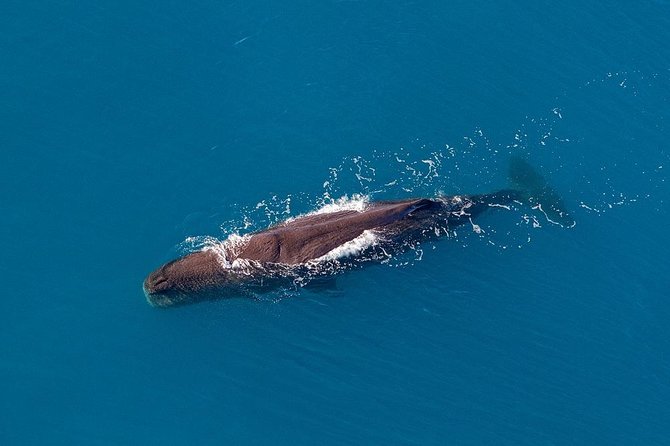 Kaikoura Helicopters Classic Whale Watch - What makes the aerial view special