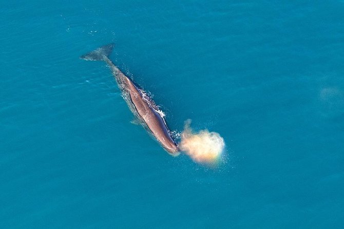 Kaikoura Helicopters Classic Whale Watch - Is $223.41 good value for 30 minutes?