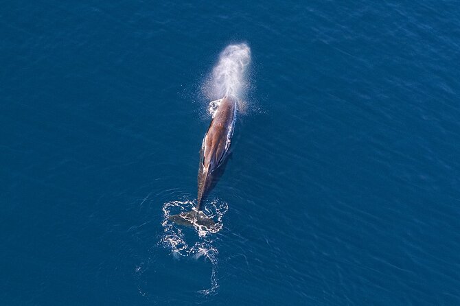 Kaikoura Helicopters Extended Whale Watch - The first minutes over Kaikōura