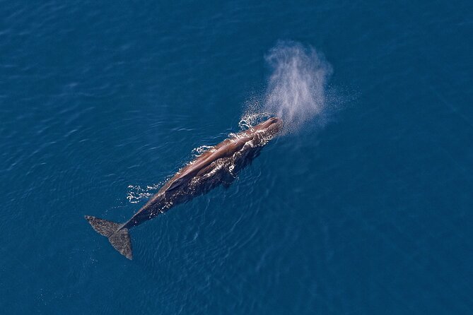 Kaikoura Helicopters Top n Tail Whale Watch flight - Practical advice for a smooth flight